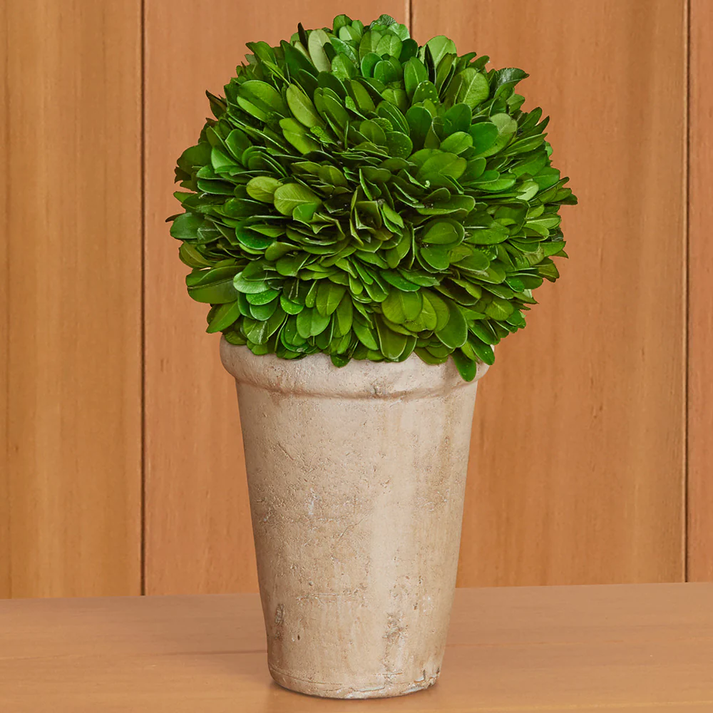 Preserved Boxwood Tabletop Topiaries - Image 4